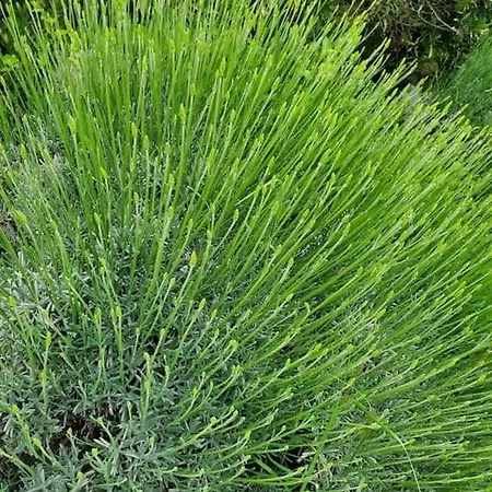 Reve En Luberon Lauris