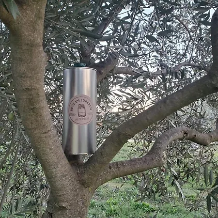 Reve En Luberon *